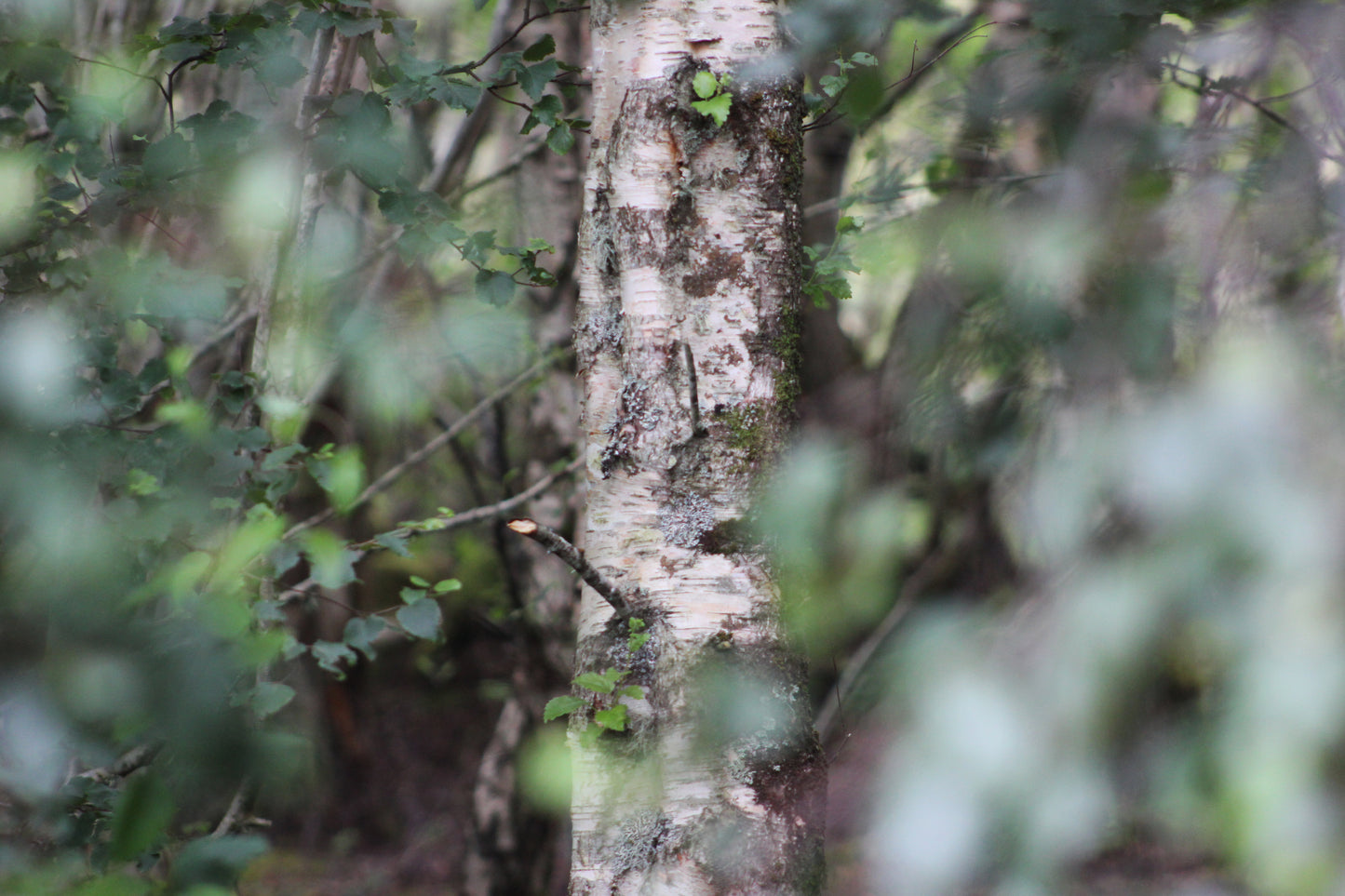 Silver birch tree in wood with blurred green leaves in the foreground. 